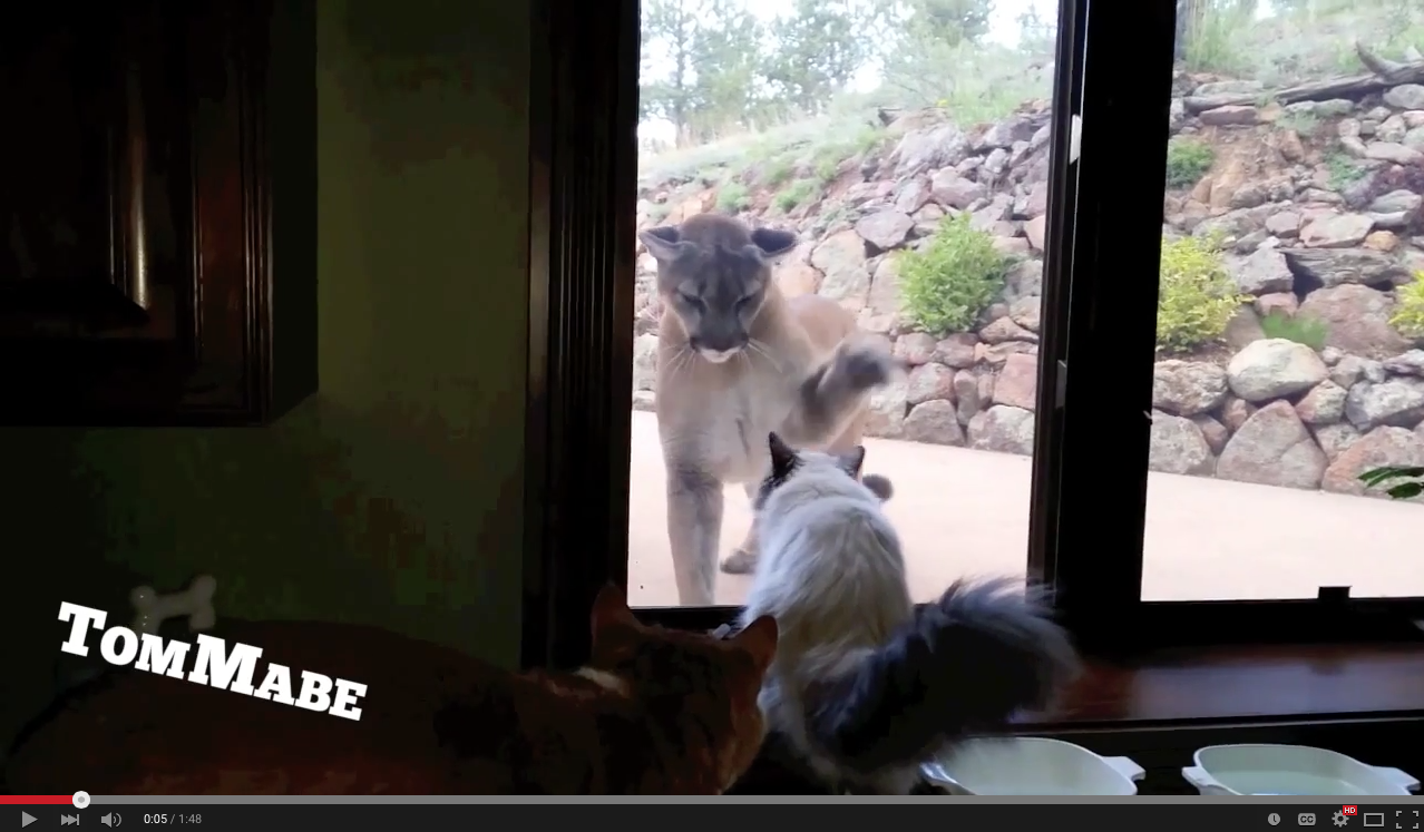 TRENDING NOW: House cat teases cougar | iNFOnews.ca
