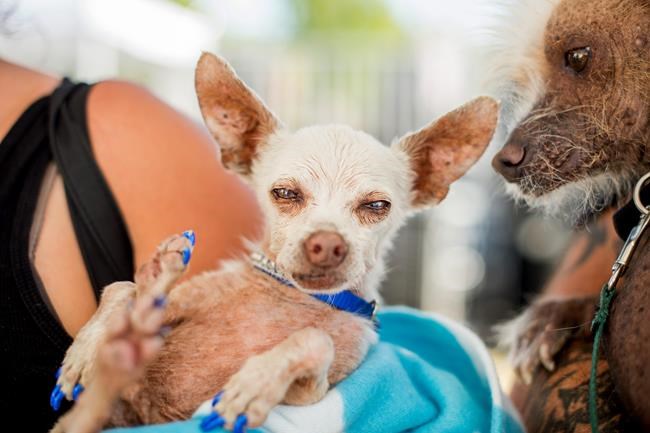 Deformed mutt named Quasi Modo is crowned World's Ugliest Dog | iNFOnews.ca Deformed mutt named Quasi Modo is crowned World's Ugliest Dog | iNFOnews.ca