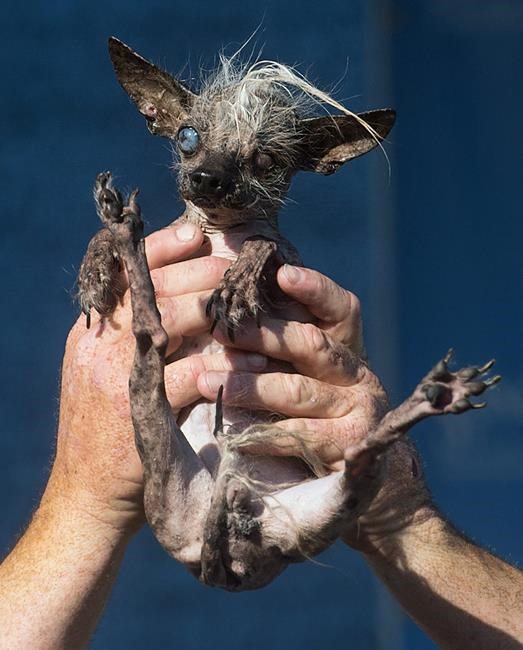 Deformed mutt named Quasi Modo is crowned World's Ugliest Dog | iNFOnews.ca Deformed mutt named Quasi Modo is crowned World's Ugliest Dog | iNFOnews.ca