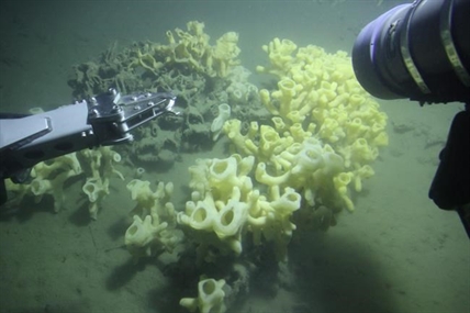Government protection for B.C.'s glass sponge reefs not enough | iNFOnews.ca