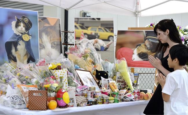 Tama, the cat that became a railway stationmaster in Japan, elevated as goddess at funeral | iNFOnews.ca Tama, the cat that became a railway stationmaster in Japan, elevated as goddess at funeral | iNFOnews.ca