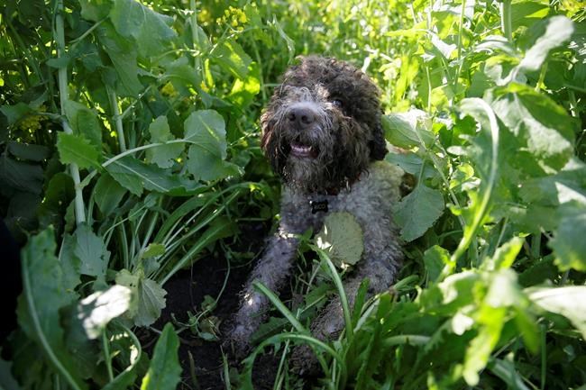 Searching for hidden treasures: Truffle-hunting dogs sniff out pungent fungus prized by chefs | iNFOnews.ca Searching for hidden treasures: Truffle-hunting dogs sniff out pungent fungus prized by chefs | iNFOnews.ca