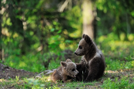 B.C. conservation officer suspended after refusing to kill bear cubs | iNFOnews.ca