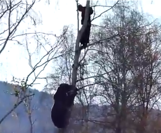 Bearly worth noticing | iNFOnews.ca