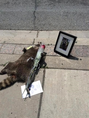 Tribute to dead Toronto raccoon goes viral; spurs donations to wildlife centre | iNFOnews.ca