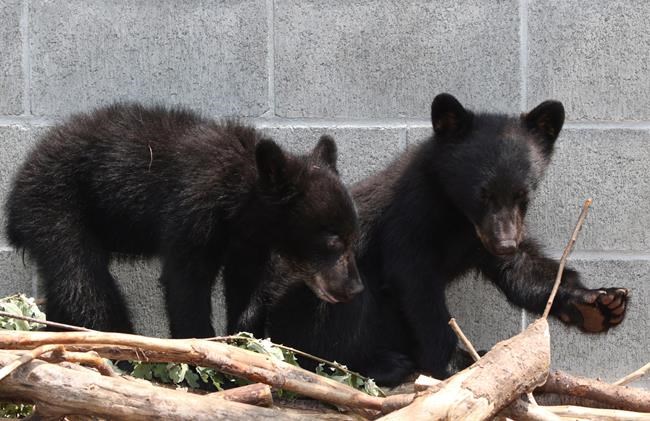Conservation officer called killing bear cubs 'needless,' says leaked documents | iNFOnews.ca