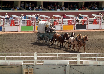 Death of fourth horse in Calgary Stampede chuckwagon races prompts review | iNFOnews.ca Death of fourth horse in Calgary Stampede chuckwagon races prompts review | iNFOnews.ca