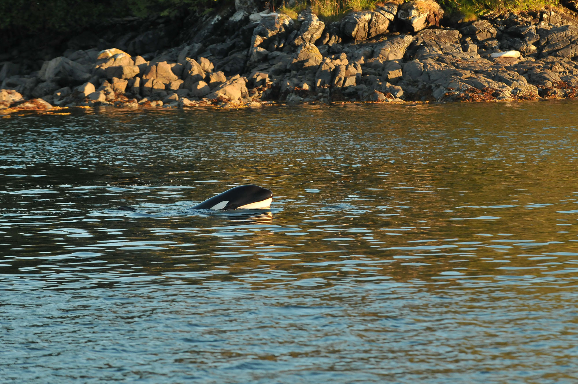 Lost killer whale, Sam, found back with its B.C. family | iNFOnews.ca