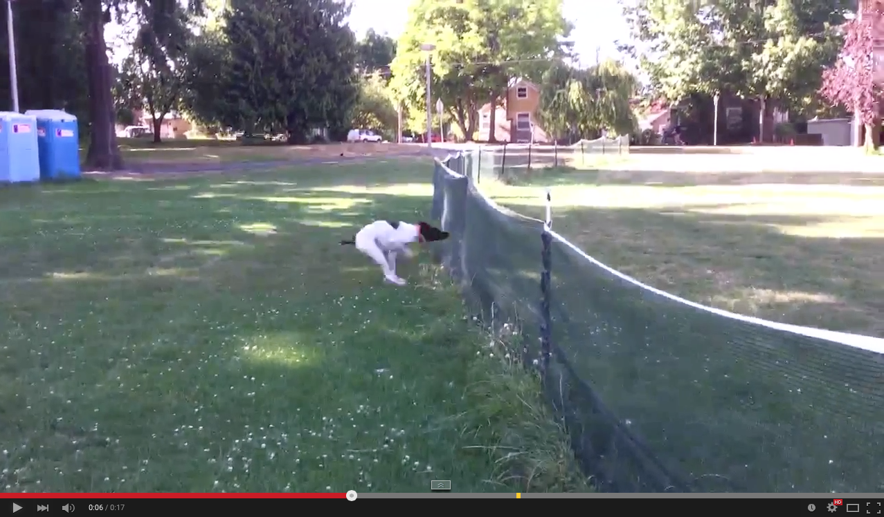 TRENDING NOW: Dog nails accidental front flip | iNFOnews.ca