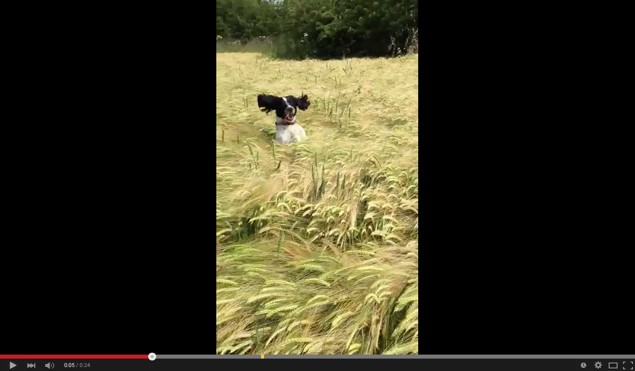 TRENDING NOW: Dog adorably finds owner in wheat field | iNFOnews.ca TRENDING NOW: Dog adorably finds owner in wheat field | iNFOnews.ca