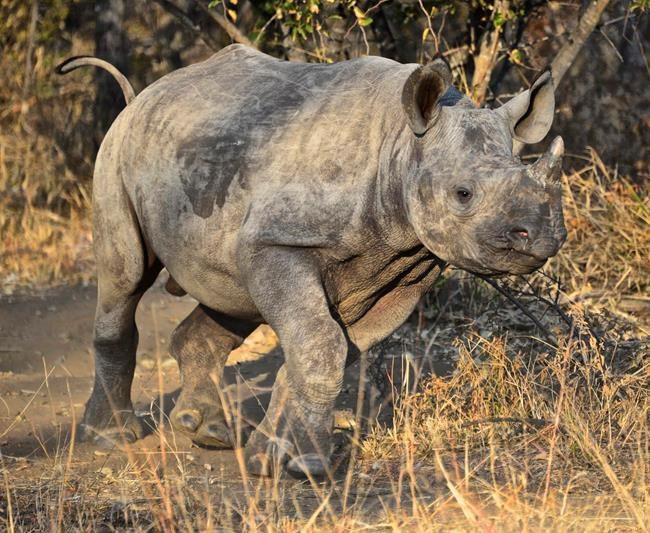 South African rhino orphanage cares for babies whose mothers were killed by poachers | iNFOnews.ca South African rhino orphanage cares for babies whose mothers were killed by poachers | iNFOnews.ca