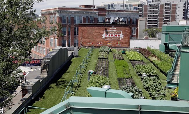 Rooftop garden veggies delight fans and chefs alike at Boston's iconic Fenway Park | iNFOnews.ca Rooftop garden veggies delight fans and chefs alike at Boston's iconic Fenway Park | iNFOnews.ca