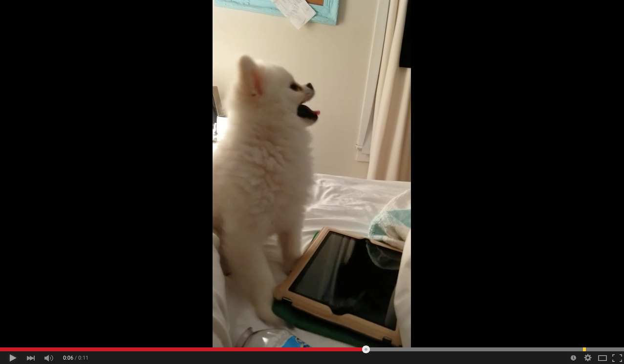 TRENDING NOW: Epic Pomeranian puppy sneeze | iNFOnews.ca