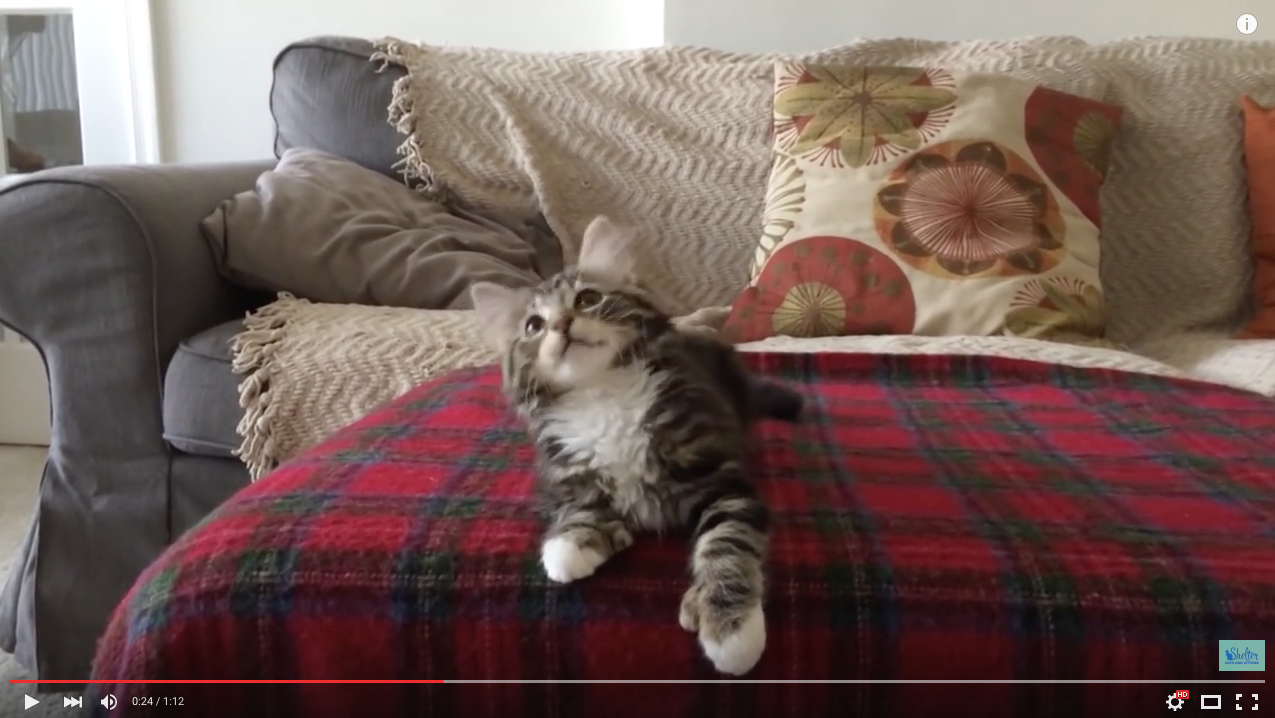 TRENDING NOW: Uptown kitten gets funky | iNFOnews.ca