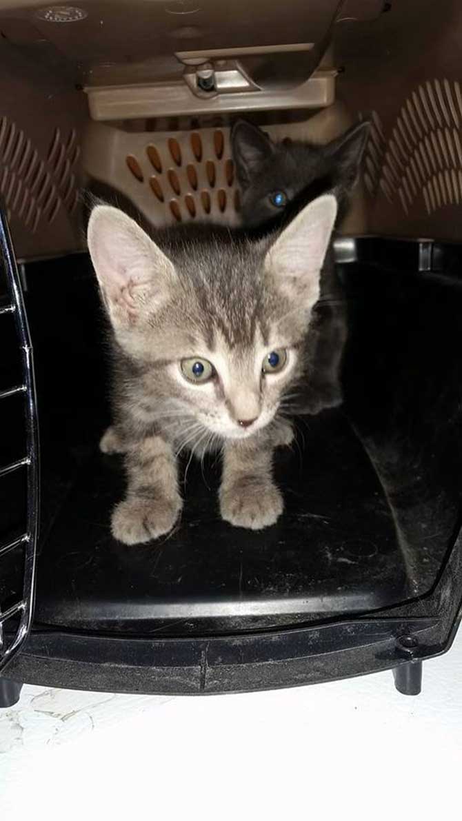 Kittens abandoned at Penticton SPCA shelter | iNFOnews.ca