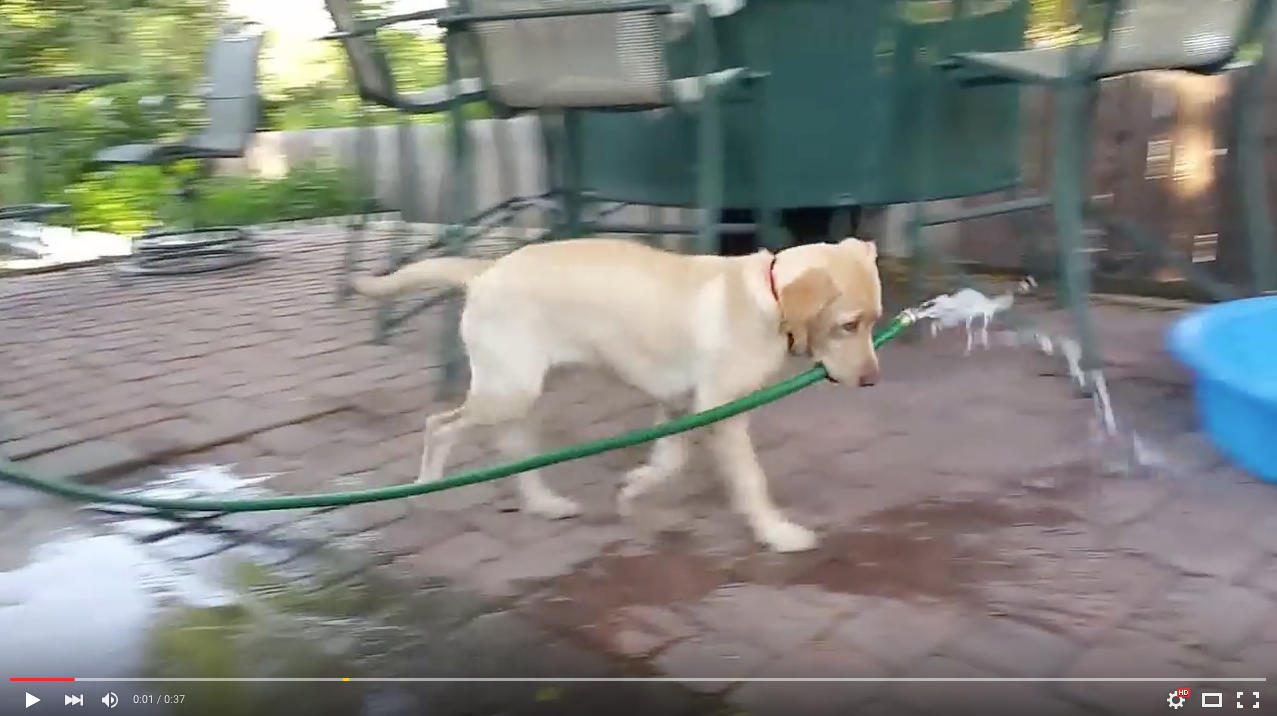 TRENDING NOW: Pup fills kiddie pool all by herself | iNFOnews.ca