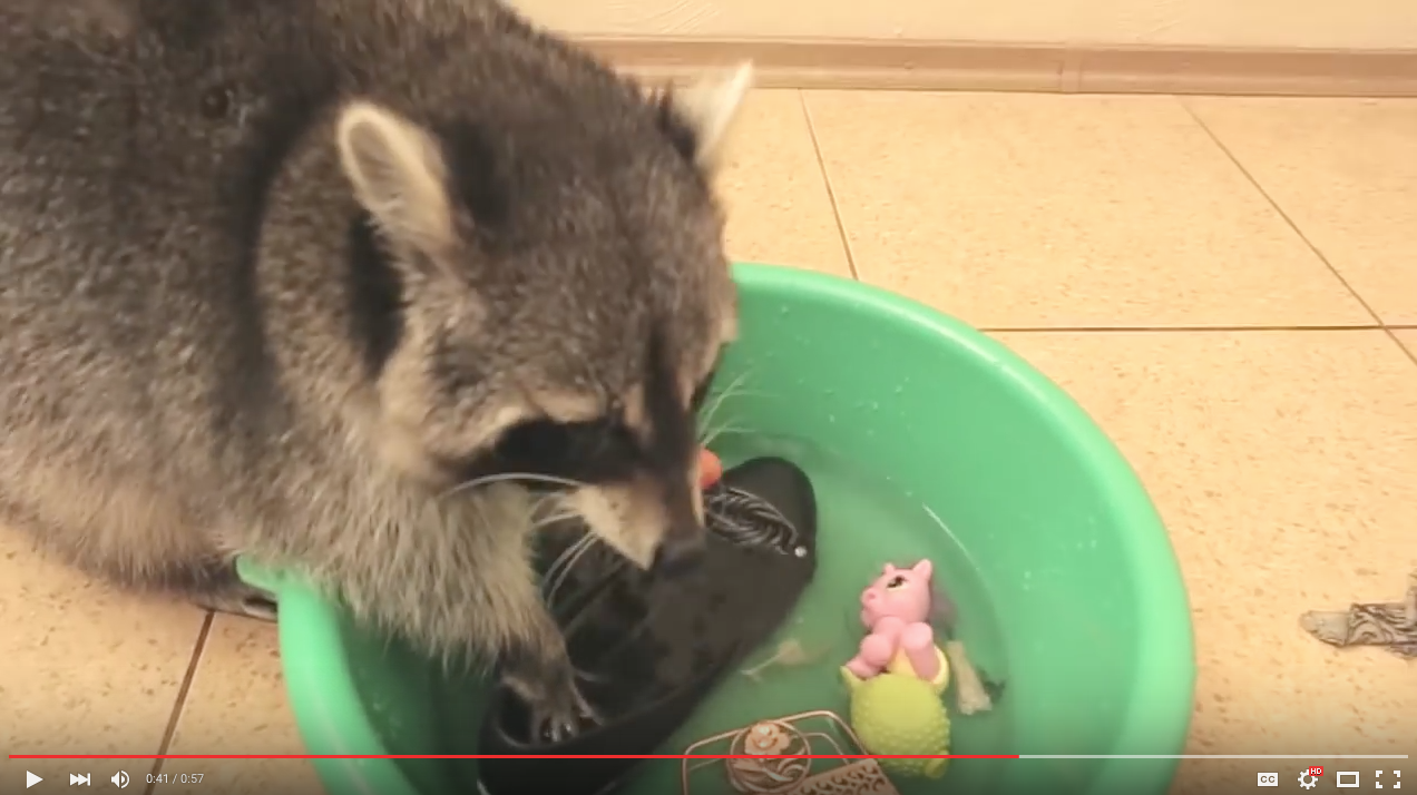 TRENDING NOW: Adorable pet raccoon helps clean up | iNFOnews.ca