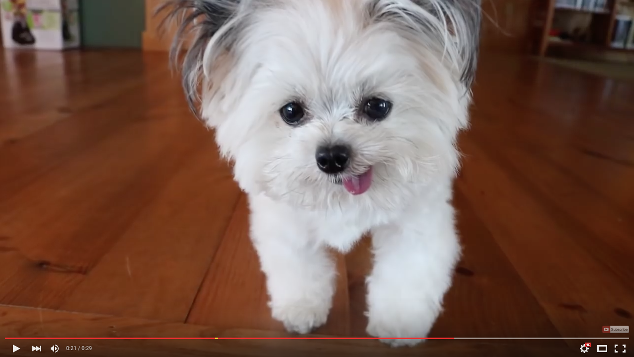 TRENDING NOW: Norbert the cheese-loving dog | iNFOnews.ca