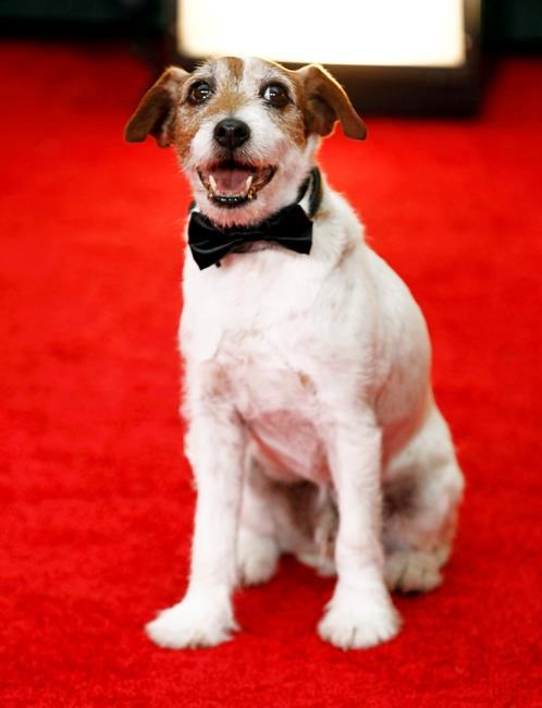 Uggie the canine actor, known for role in Oscar-winning movie 'The Artist,' dies | iNFOnews.ca Uggie the canine actor, known for role in Oscar-winning movie 'The Artist,' dies | iNFOnews.ca