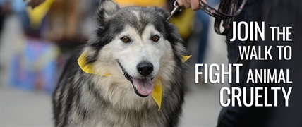 BC SPCA Paws for a Cause | iNFOnews.ca BC SPCA Paws for a Cause | iNFOnews.ca