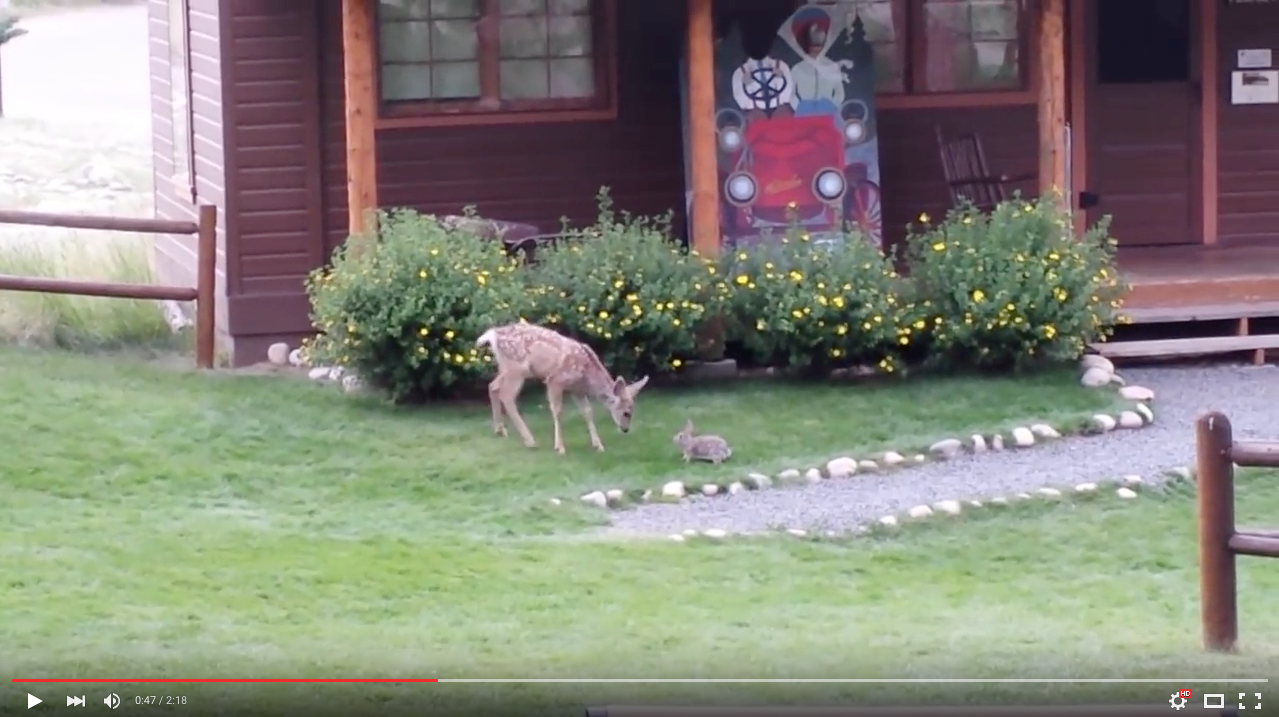 TRENDING NOW: Disney movie 'Bambi' in real life | iNFOnews.ca TRENDING NOW: Disney movie 'Bambi' in real life | iNFOnews.ca