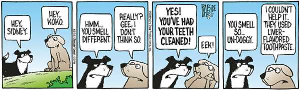 RAESIDE CARTOON | iNFOnews.ca