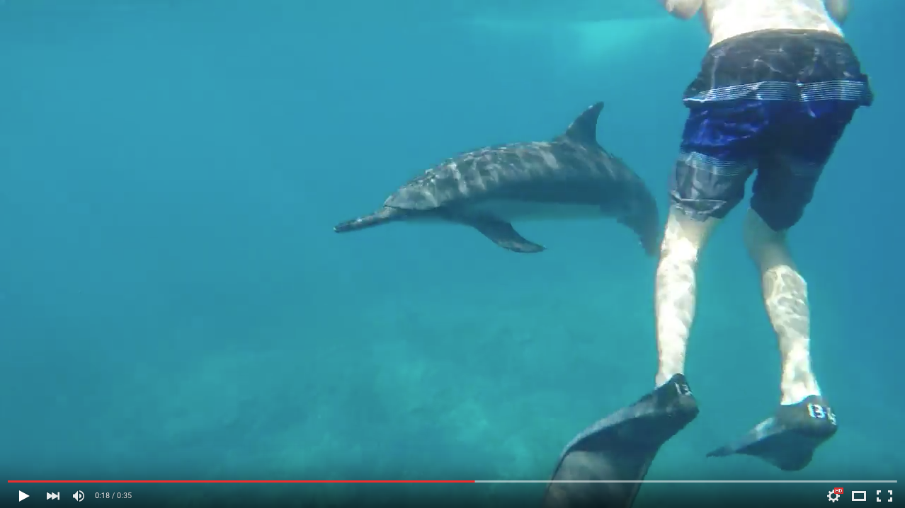 TRENDING NOW: Dolphin triple barrel rolls | iNFOnews.ca