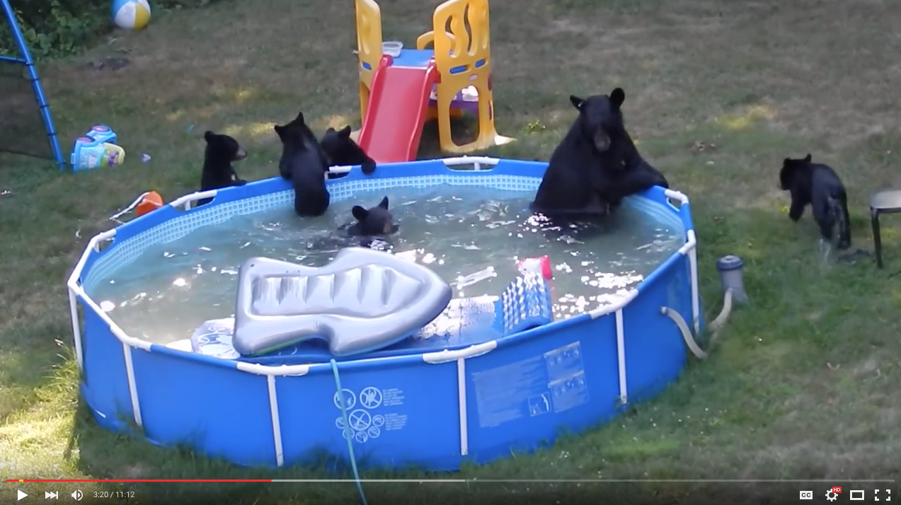 TRENDING NOW: Family of bears take dip in backyard pool | iNFOnews.ca
