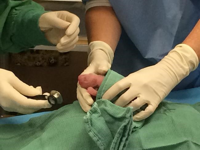 National Zoo director: Advances in panda breeding mean twin cubs have good chance of survival | iNFOnews.ca National Zoo director: Advances in panda breeding mean twin cubs have good chance of survival | iNFOnews.ca