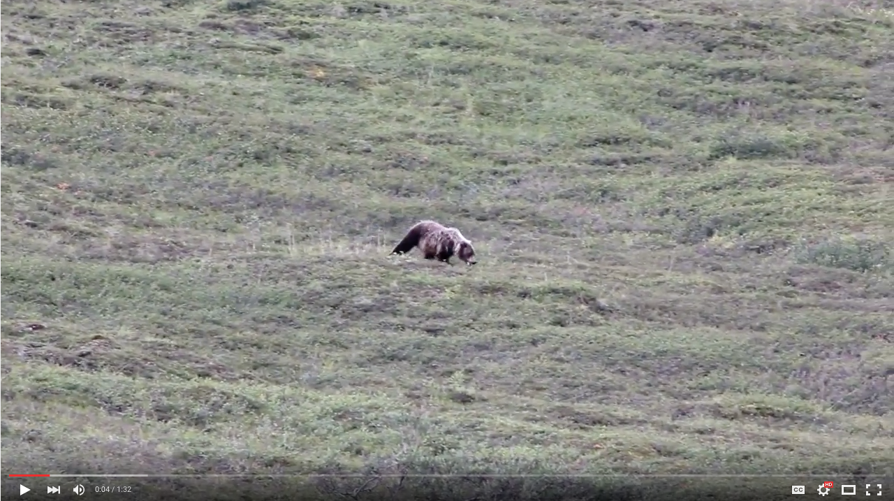 TRENDING NOW: Grizzly bear rolls down hill just for fun | iNFOnews.ca