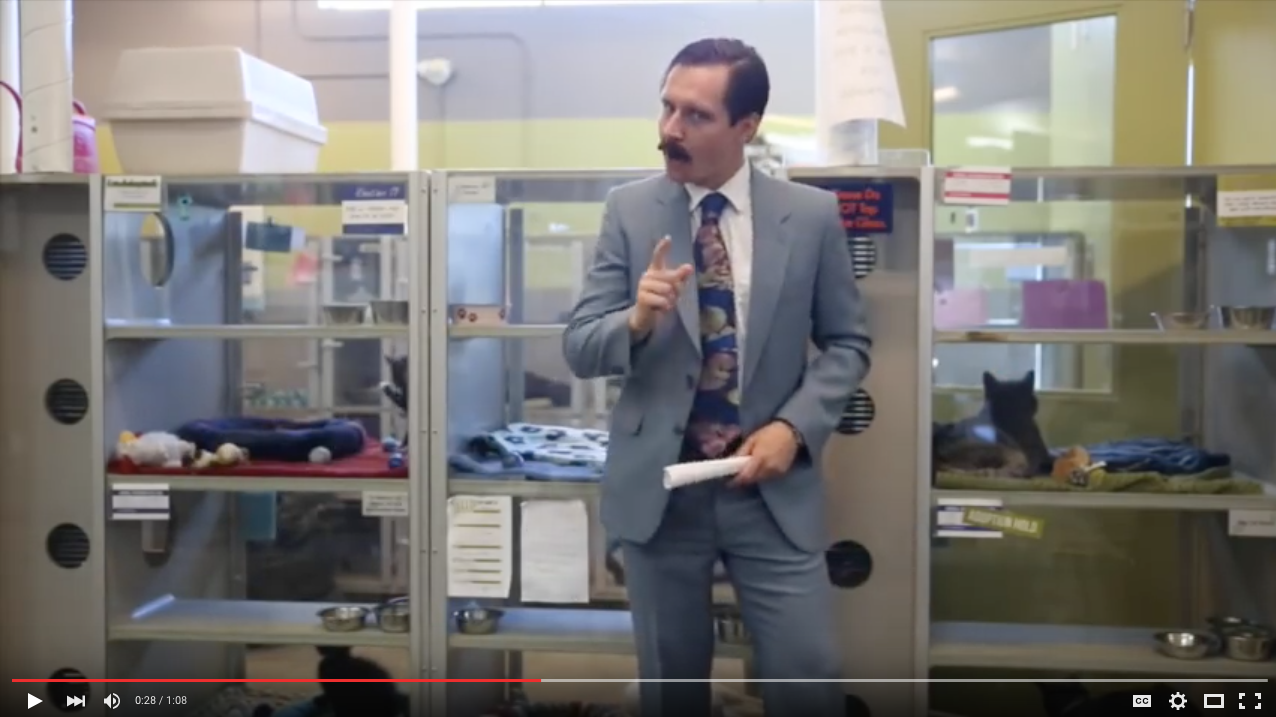 TRENDING NOW: Great deals on pre-owned cats | iNFOnews.ca