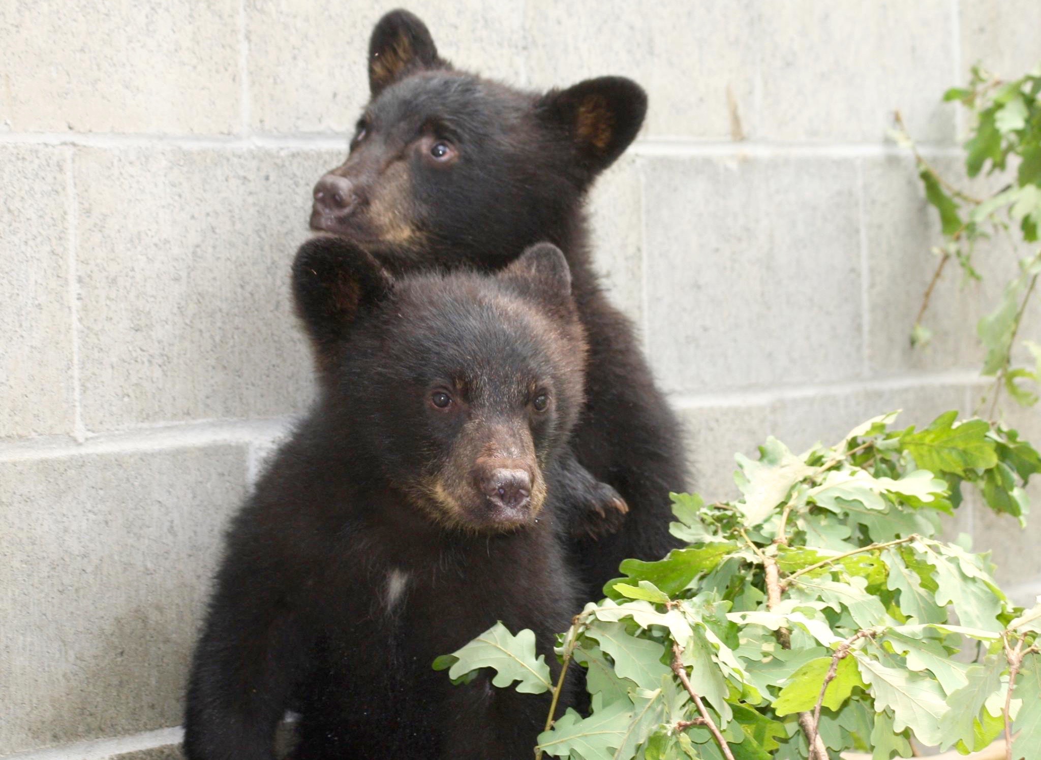 Province wants conservation officer ousted from service for saving baby bears | iNFOnews.ca