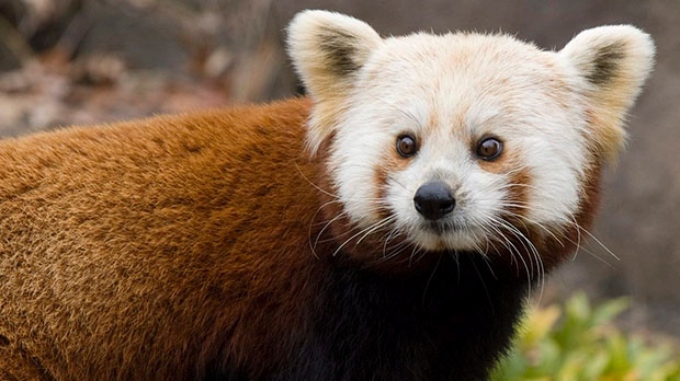 Death of red panda at B.C. zoo sparks calls for change from animal activists | iNFOnews.ca Death of red panda at B.C. zoo sparks calls for change from animal activists | iNFOnews.ca