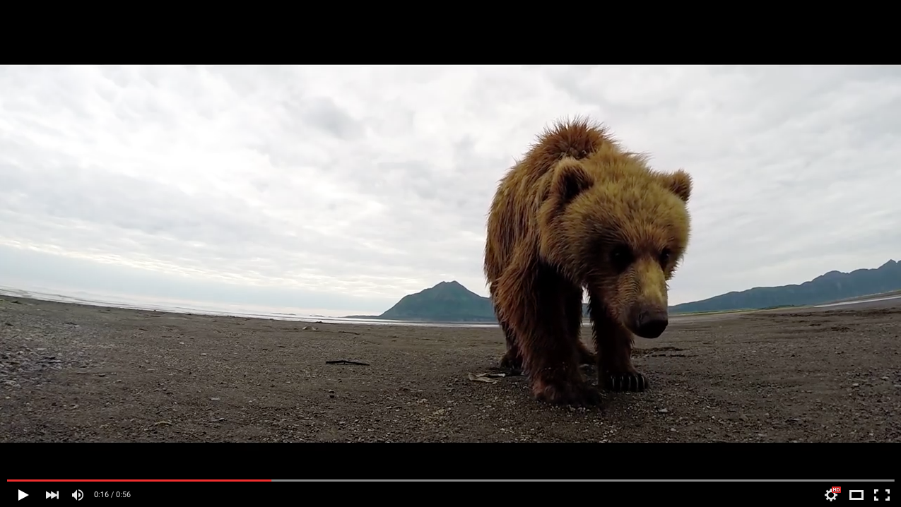TRENDING NOW: Terrifying POV grizzly slap | iNFOnews.ca