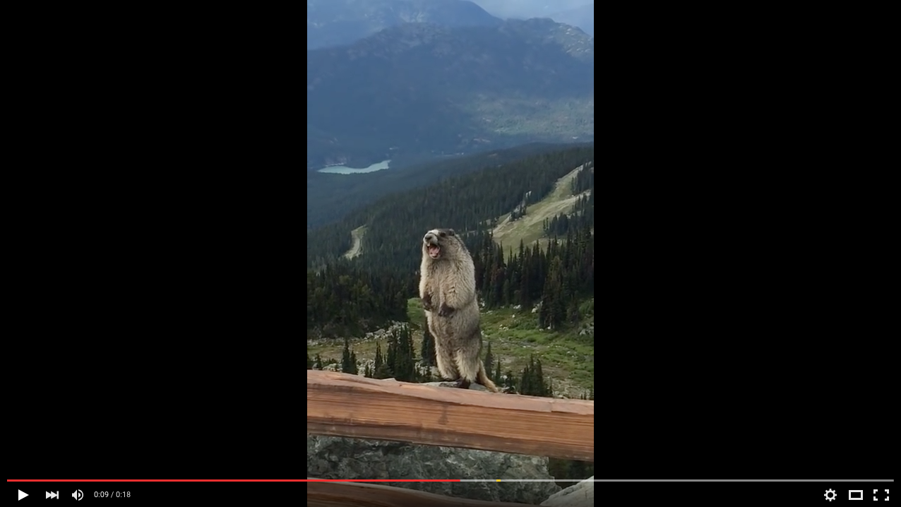 TRENDING NOW: Screaming marmot scary | iNFOnews.ca