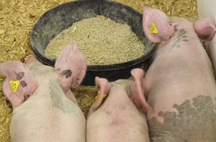 Candy apples, picnic tables and cows: A by-the-numbers count of all things IPE | iNFOnews.ca