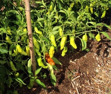 Hot pepper basics: why they're hot, how to handle them and more | iNFOnews.ca