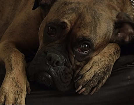 Sad dog diary | iNFOnews.ca