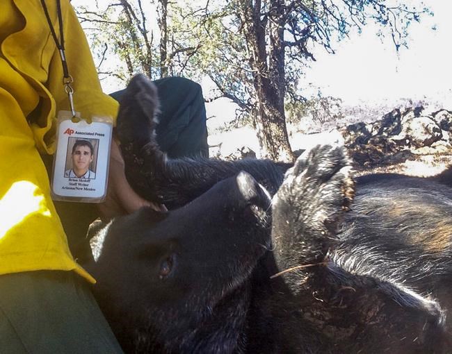 In aftermath of California wildfire, reporter reunites dog with his owner | iNFOnews.ca