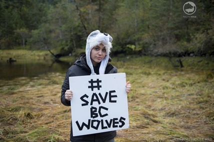 Miley Cyrus confident science and sentiment coincide in battle against wolf cull | iNFOnews.ca