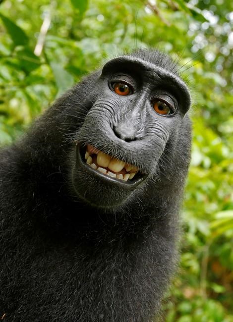 Animal-rights lawyers sue to give macaque monkey the copyright of disputed selfie photos | iNFOnews.ca