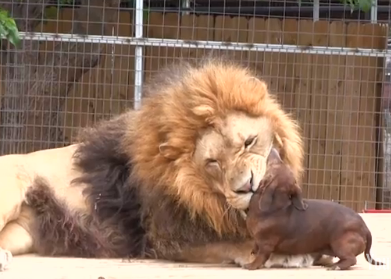 Hot dog snack? | iNFOnews.ca