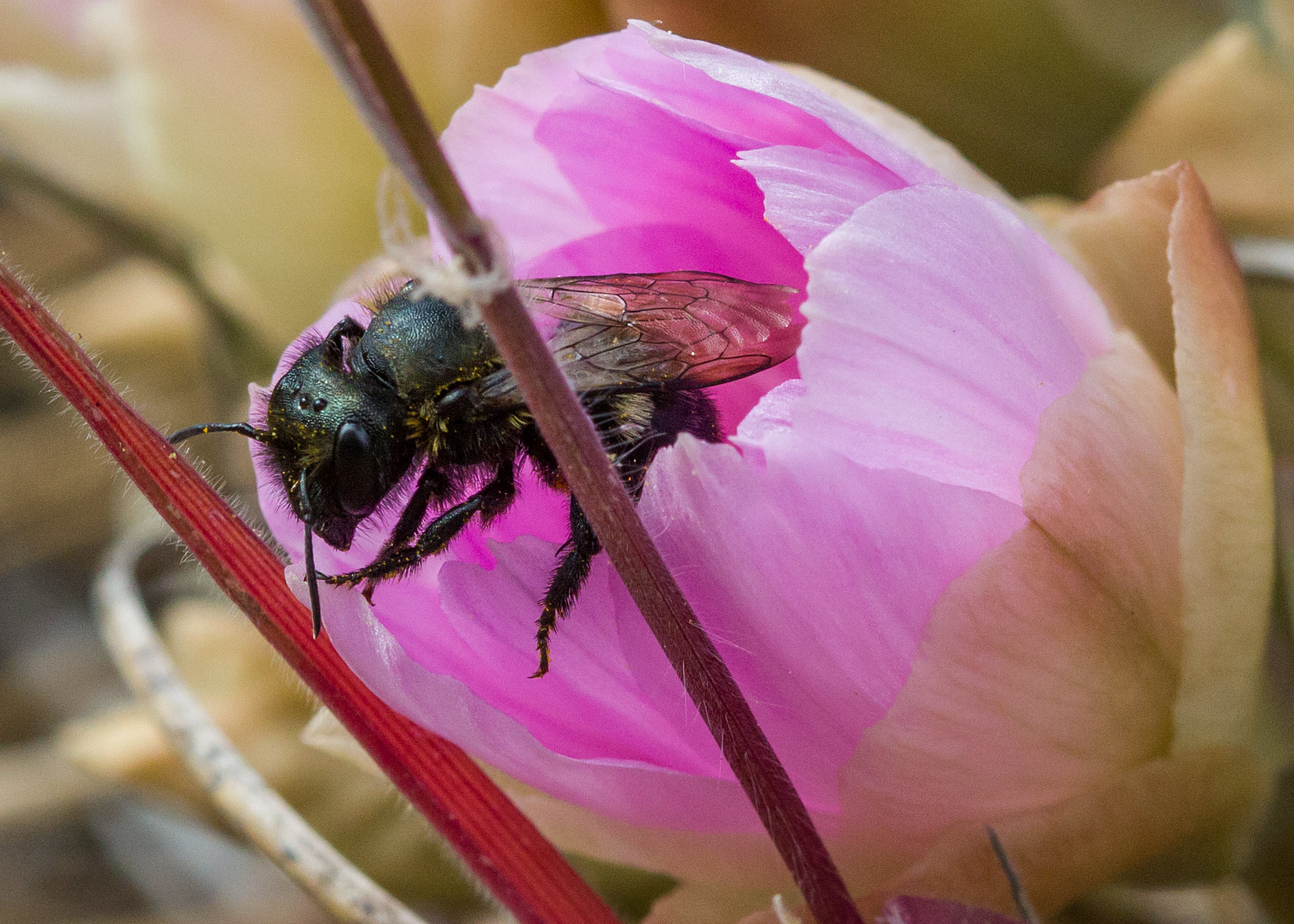 UBC Okanagan’s “Culture Days” activity will help create homes for bees | iNFOnews.ca