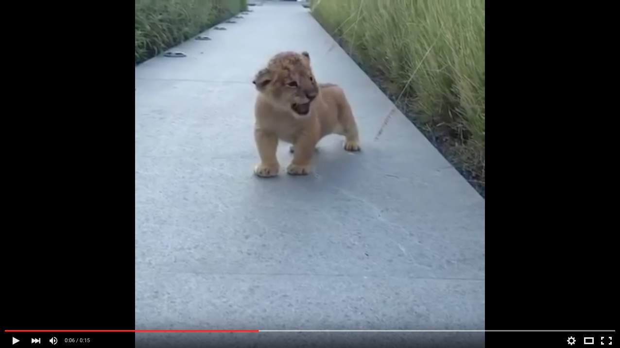 TRENDING NOW: Lion cub's itsy-bitsy roar | iNFOnews.ca