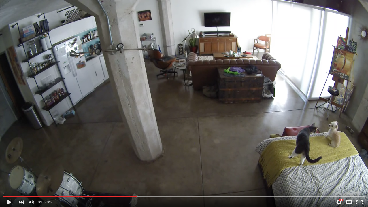 TRENDING NOW: Cat silences barking dog with stern look | iNFOnews.ca