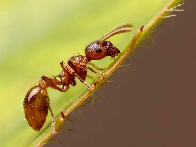 Summer wrap-up meeting for the European Fire Ant | iNFOnews.ca