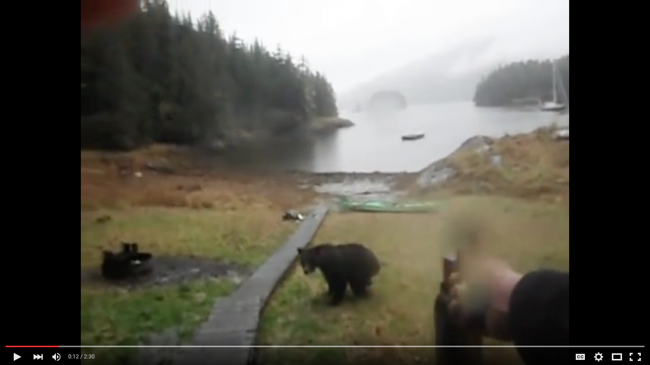 TRENDING NOW: Bear just won't listen | iNFOnews.ca TRENDING NOW: Bear just won't listen | iNFOnews.ca