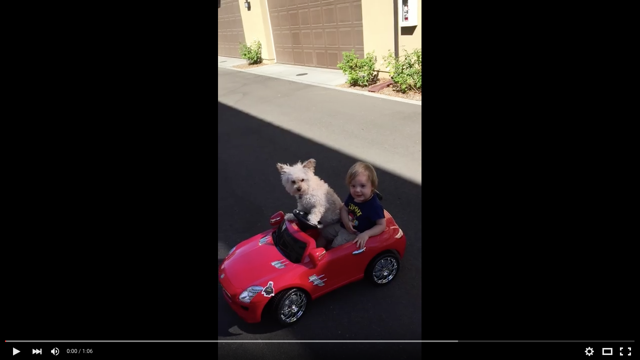 TRENDING NOW: Adorable dog behind the wheel | iNFOnews.ca