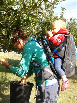 Help the Okanagan Tree Fruit Project share the fall harvest | iNFOnews.ca Help the Okanagan Tree Fruit Project share the fall harvest | iNFOnews.ca