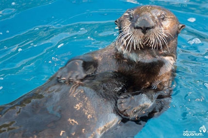 Historic operation in Vancouver not enough to save Corky the sea otter | iNFOnews.ca